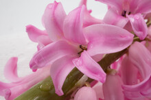 A Cluster Of Pink Pearl Hyacinth Flowers Against A White Background