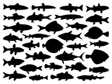 River And Sea Fish Collection - Vector Icon Silhouette Illustration