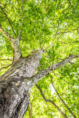 old tree - plane tree
