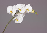 Fototapeta Storczyk - white orchid stem isolated on grey