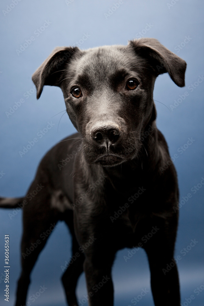 black whipador - whippet lab mix 