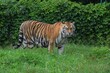 Tygrys w ogrodzie zoologicznym
