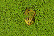 Zielona żaba w sadzawce