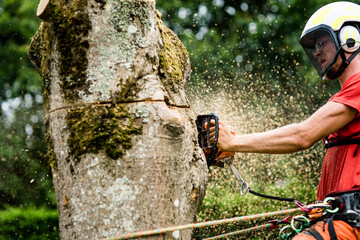 professional pruner cutting a tree with a chainsaw