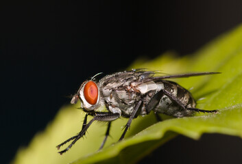 fly on leaf