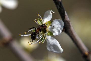 bee on a flower