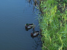 Two Ducks On Blue Water