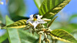 Na flor da  Solanum paniculatum uma Chrysididae trabalhando