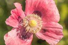 Iceland Poppy - Papaver Nudicaule - Flower Head Closeup View