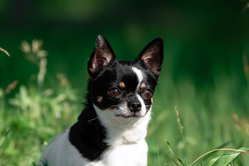 A small Chihuahua dog. Summer, sun, meadow.