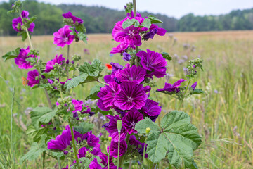 Wild mallows grow in a meadow. Here flowers bloom for insects of all kinds.