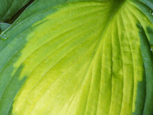 Two-toned Hosta Leaf Close Up
