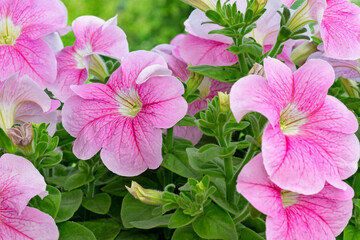 Wall Mural - Flowers Beautiful blooming pink petunias