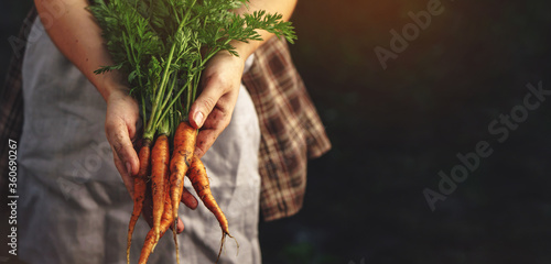Farmers holding fresh carrots in hands on farm at sunset Tableau sur Toile