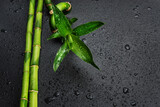 Fototapeta Sypialnia - Green bamboo sprout on a black
