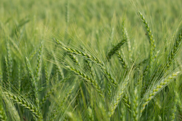 Wall Mural - Fresh green barley wheat spikes in wheat field