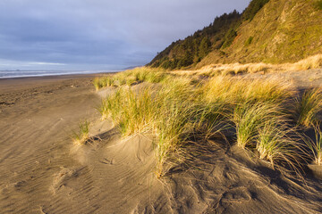 golden grasses on the coast