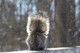 Fototapeta Zwierzęta - squirrel