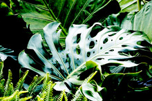Exotic Leaf In Detail