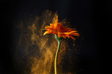 Wall Mural - gerbera flower with powder splash. power energy. colorful dust explode.