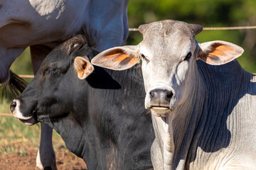 Livestock in confinement, oxen, cows, sunny day