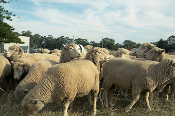 sheep in the field