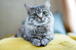 © KDdesignphoto - Cute fluffy cat lies on sofa. Tabby lovely kitten with green eyes and long gray hair.