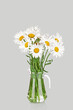 © IULIIA AZAROVA - Beautiful big camomiles flowers in glass jug or vase  isolated on gray background. Wildflowers