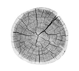 Wall Mural - wood texture of growth ring pattern from a slice of tree. cut monotone wooden stump isolated on whit