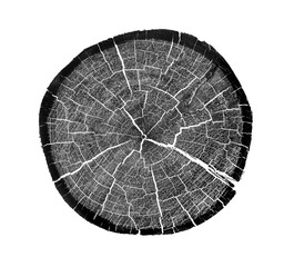 Wall Mural - wood texture of growth ring pattern from a slice of tree. cut monotone wooden stump isolated on whit