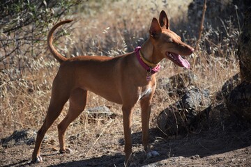 perro en el campo