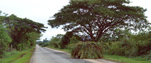 Country Road In Cuba