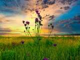 Fototapeta Pomosty - grass thistle growing on sunset background