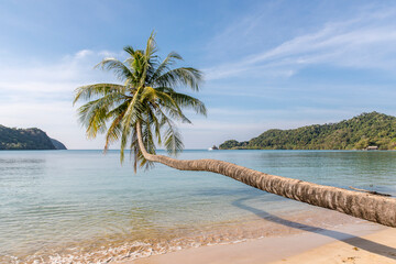 Wall Mural - palm trees on the beach, Koh Mak beach, Koh Mak Island , Thailand.