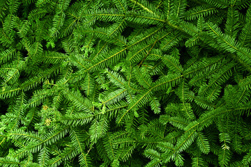 Wall Mural - Background of green coniferous twigs of a Christmas tree. Texture suitable for any design. Christmas texture, festive background for banner, greeting card, brochure, poster.