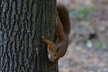 squirrel on tree