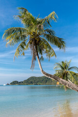  palm trees on the beach, Koh Mak beach, Koh Mak Island , Thailand.