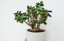 Houseplant Crassula Ovata Jade Plant Money Tree In White Pot