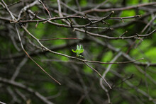 New Leaves From A Solitary Unfurled Bud On A Naked Branch