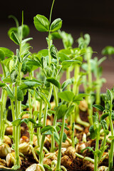 Wall Mural - Microgreen pea sprouts on old wooden table. Vintage style. Vegan and healthy eating concept. Growing sprouts. Selective focus.