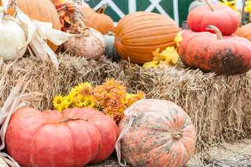 pumpkin fall decor in upcountry maui
