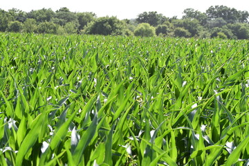 Wall Mural - Corn Field