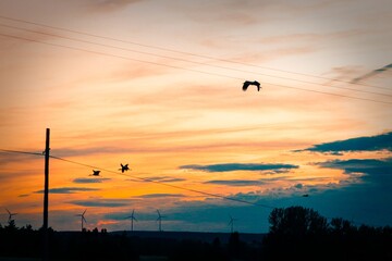 Sticker - Silhouette shot of birds flying with wind turbines background