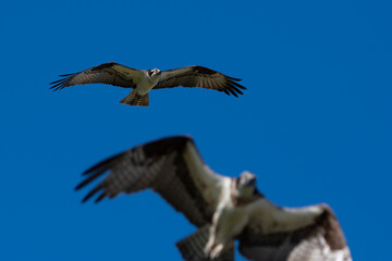 Two Osprey in Flight