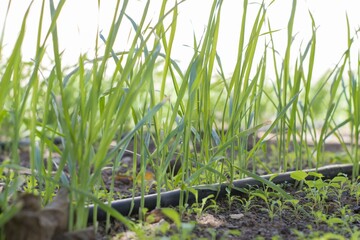 Poster - Closeup of grasses growing on the ground