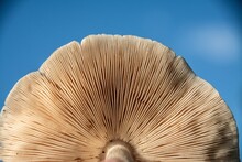 Low Angle Shot Of A Cream Mushroom Bottom Side Under Sunlight
