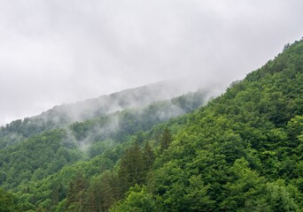 Sticker - Amazing shot of a dense forest in a mountain landscape