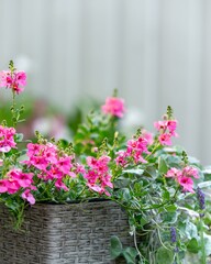Wall Mural - vertical shot of pink diascia flowers in a basket