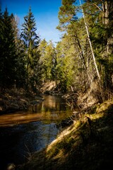 Poster - Vertical shot of a pond surrounded by the forest