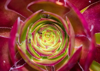 Canvas Print - Macro shot of ants on a beautiful Aeonium of the Zwartkop or Jack Catlin variety plant